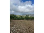 Vatolla- Perdifumo-terreno con piante di fichi e accesso su strada comunale