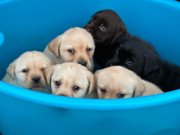 Cuccioli di Labrador Retriever - Foto 3
