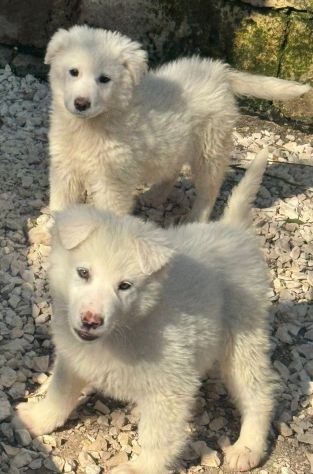 CUCCIOLE MAREMMANO 4 MESI SONO IN CANILE - Foto 7