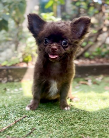 Cindy chihuahua pelo lungo cioccolata con pedigree - Foto 6