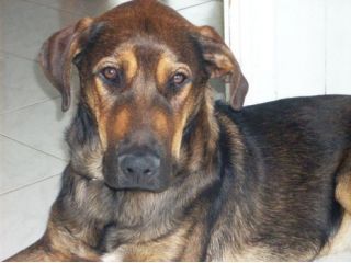 WHISKY, un grande cane