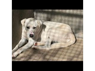 LUCIANO UNA FOTO PER CAMBIARE IL SUO DESTINO CANE IN ADOZIONE