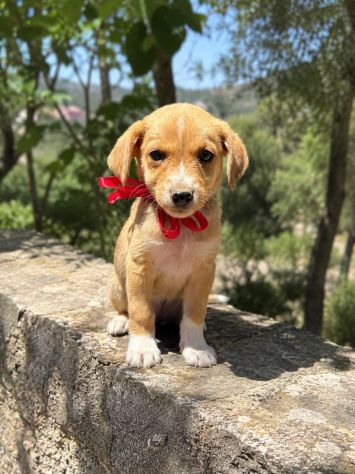 Regalo cuccioli taglia medio piccola
