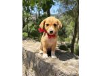 Regalo cuccioli taglia medio piccola