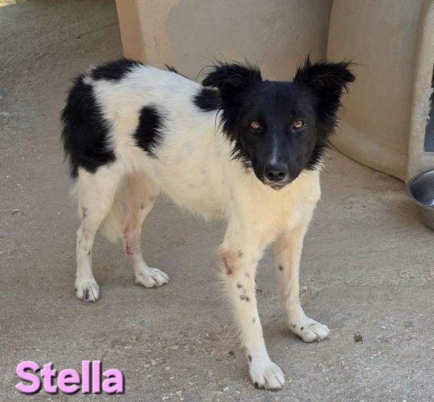 STELLA - Foto 8