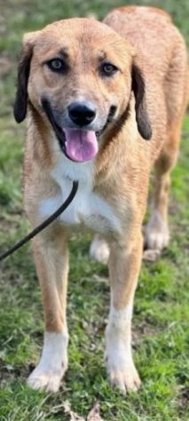 GIOVANE CAGNOLINA IN ADOZIONE, TAGLIA MEDIO PICCOLA - Foto 2