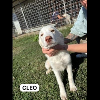 MERAVIGLIOSI CUCCIOLI IN ADOZIONE - Foto 6