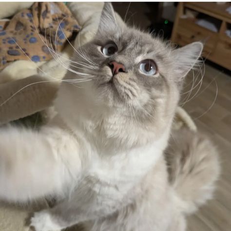 Gatto Siberiano