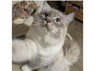 Gatto Siberiano