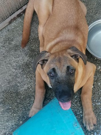 3anni e 1/2  Pastore Belga Malinois salvata sotto la pioggia 2anni fa!SOS NAPOLI - Foto 3