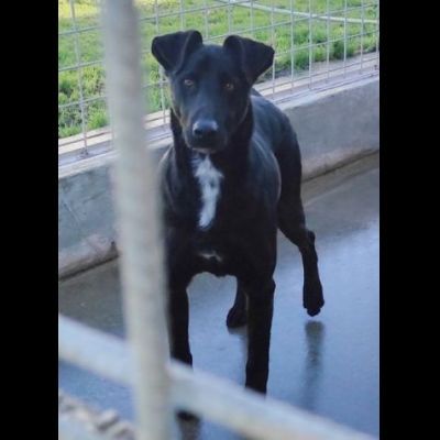 AARON UNO DEI TANTI DIMENTICATI, CANE IN ADOZIONE. - Foto 2
