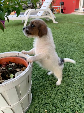 Jack Russell (con pedigree ENCI) - Foto 2
