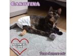 CAROTINA, micia per adozione del cuore!