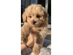 Offro servizi di pet sitting per cani e gatti nelle zone di Busto A. e limitrofi