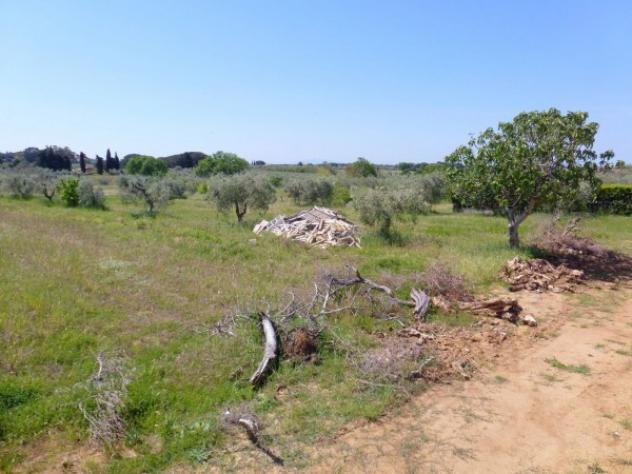 Terreno edificabile in vendita a Cecina - Foto 2