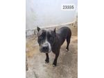 NONNA ESTIA PITBULL 11 ANNI