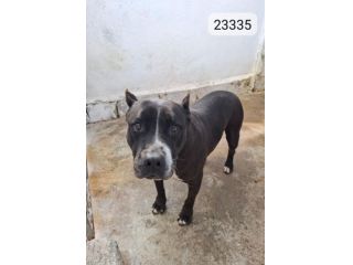 NONNA ESTIA PITBULL 11 ANNI