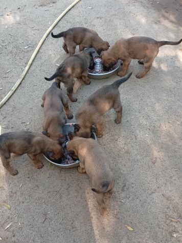 Malinois cuccioli - Foto 6