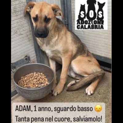 ADAM e KAMIL CUCCIOLONI IN ADOZIONE, BUONI E SOCIEVOLI; SPAVENTATI DAL CANILE - Foto 2