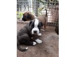 Allevamento e Cuccioli Boxer in Basilicata Potenza Matera
