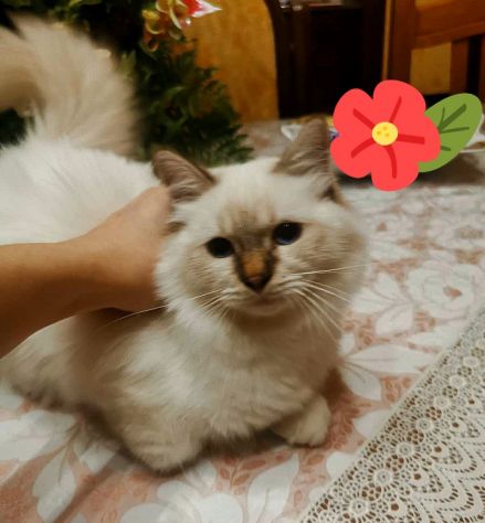 Animali - Foto 10