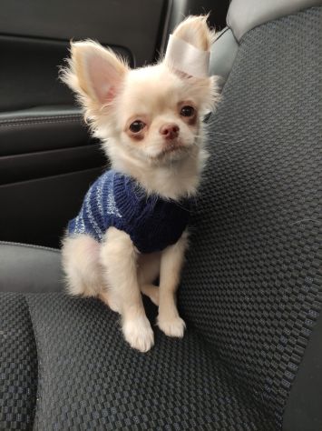 Chihuahua - Foto 4