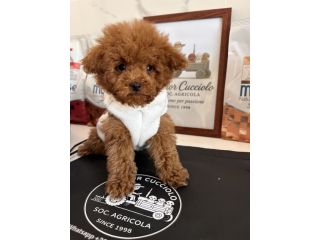 Barboncino TOY & MINI TOY RED / FULVO
