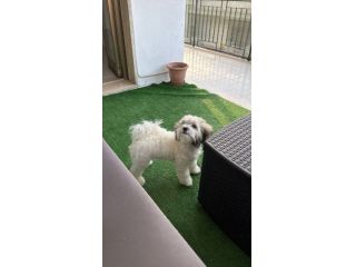cane