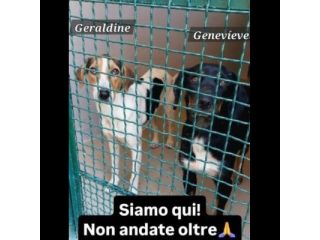 GENEVIEVE E GERALDINE CAGNOLINE IN ADOZIONE