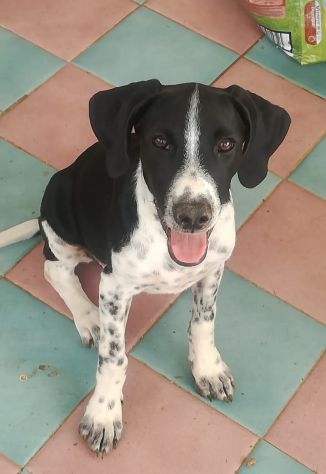 Stupendi cucciolotti in cerca di casa - Foto 4