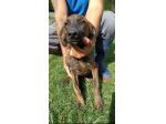 Zippo segugetto istriano cane in adozione