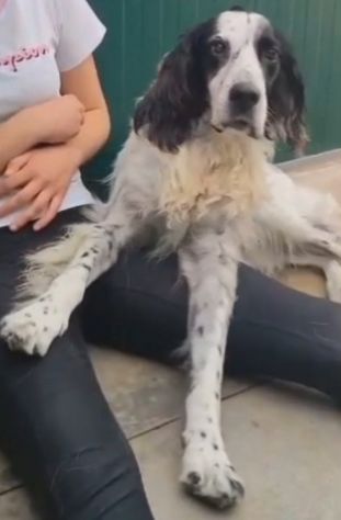 Setter 10anni ipovedente e sfortunato BRESCIA SOS - Foto 3