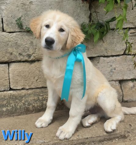 WILLY - Foto 2
