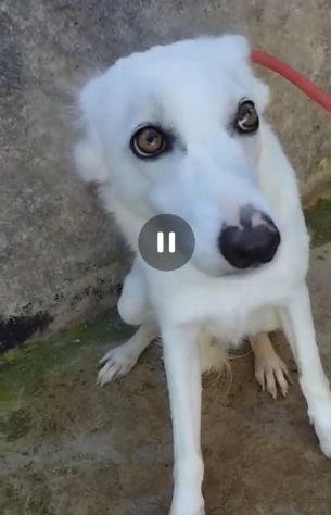 Giovane,femmina,grandi occhioni che nessuno nota! SICILIA - Foto 5