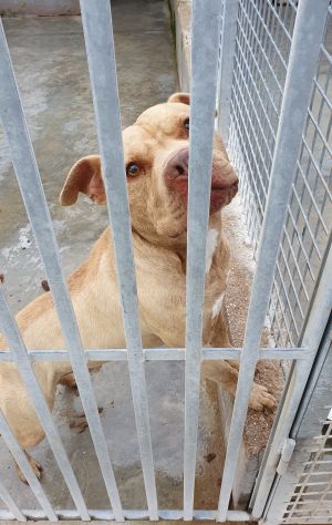 Omar, Buonissimo pitbull, 5 anni, maschio - Foto 2