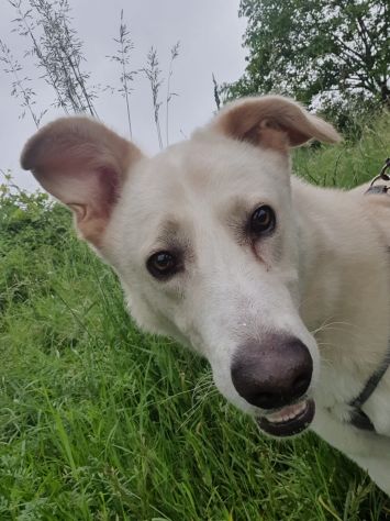 Oliver taglia grande, va d’accordo con cani e gatti - Foto 5