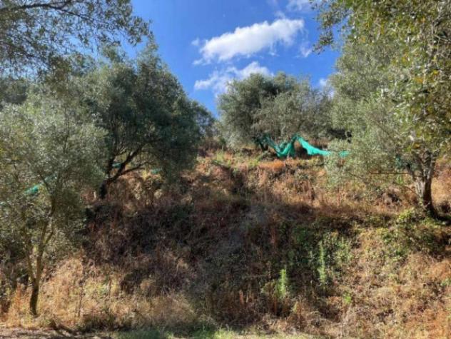Immobile in asta di 62700 m² in vendita a Galatro - Foto 7