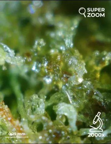 Critical+ - Foto 5