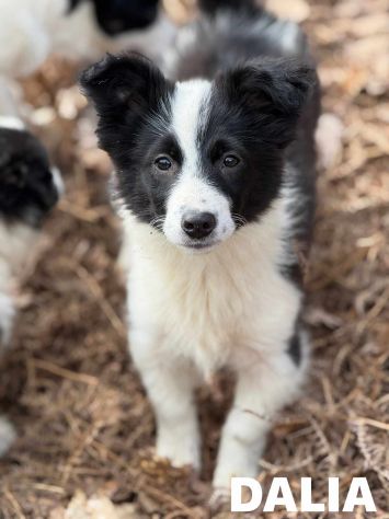 DALIA, cucciola spaventata! MIX BORDER COLLIE.