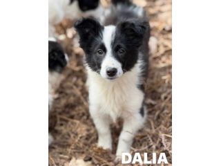 DALIA, cucciola spaventata! MIX BORDER COLLIE.