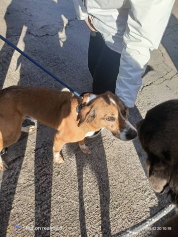 Tobia - Foto 2