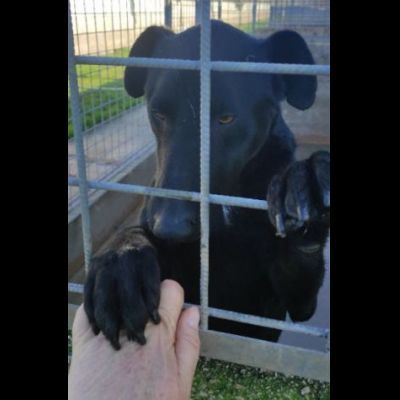 AARON coccolone e amorevole cane in adozione - Foto 2