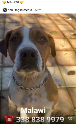 MALAWI, ADORABILE CAGNOLINA IN ADOZIONE - Foto 9