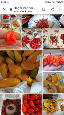 Semi Carolina Reaper, 7 Pot, Habanero, Diavolicchio, ..... - Foto 5
