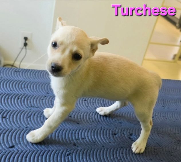TURCHESE, cucciola mix volpino breton