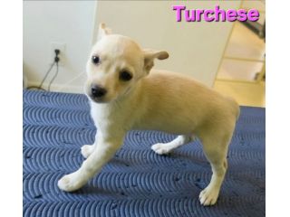 TURCHESE, cucciola mix volpino breton