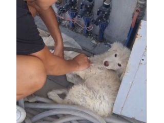 Step: maremmano 3 mesi