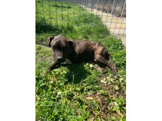 Tasha adozione cane tripode