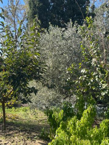 Annesso agricolo in vendita a Capannoli 127 mq Rif: 1349924 - Foto 7
