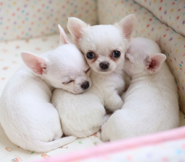 CHIHUAHUA TOY BIANCO CUCCIOLI pag in 12 rate - Foto 3